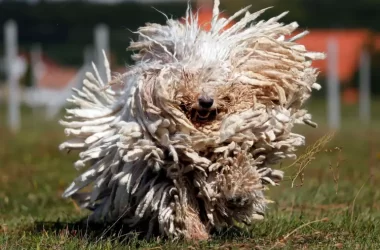 13 el fabuloso perro komondor tachido.mx lawaloca