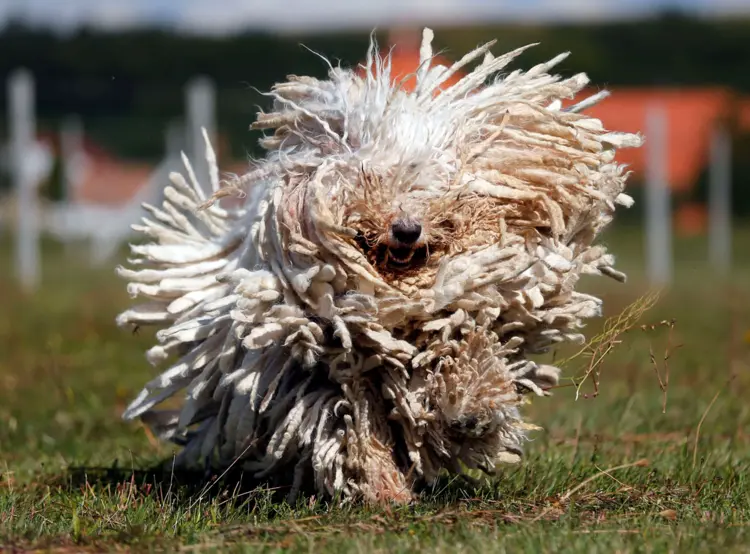 13 el fabuloso perro komondor tachido.mx lawaloca