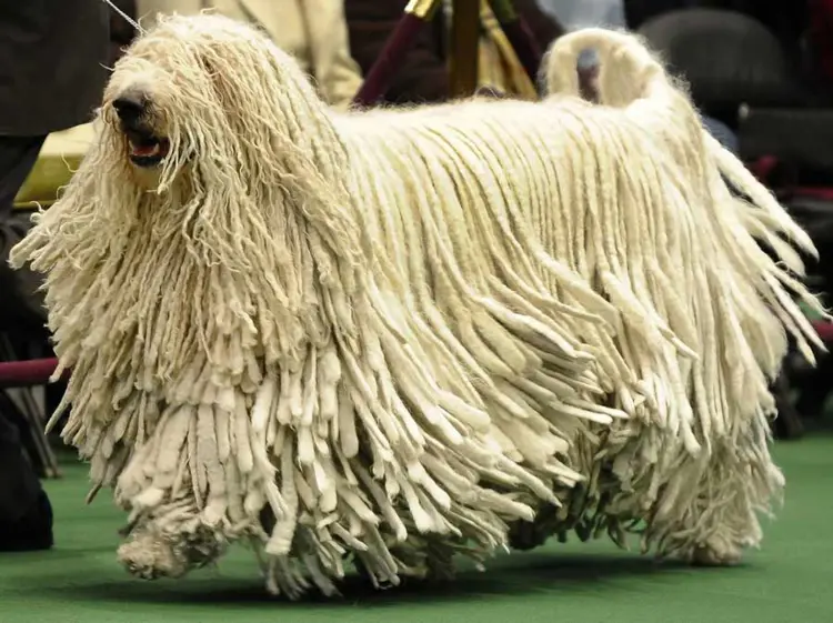 14 el fabuloso perro komondor tachido.mx lawaloca