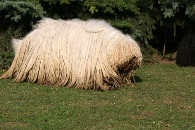 15 el fabuloso perro komondor tachido.mx lawaloca