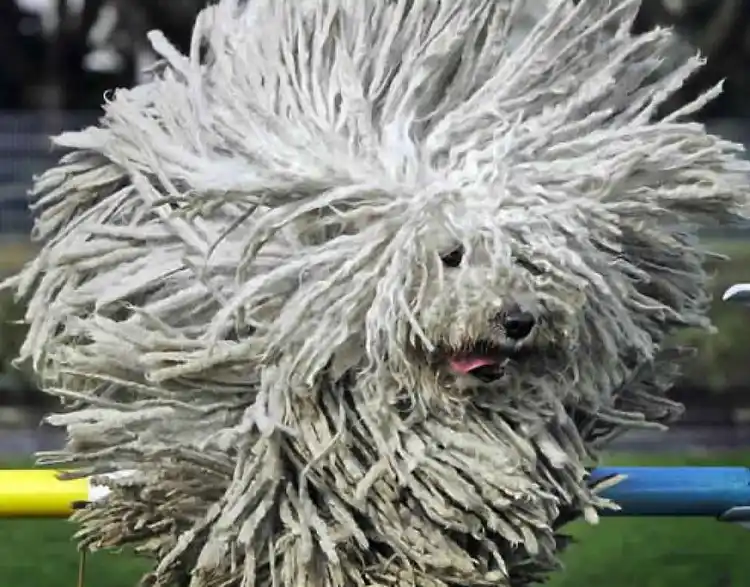 17 el fabuloso perro komondor tachido.mx lawaloca