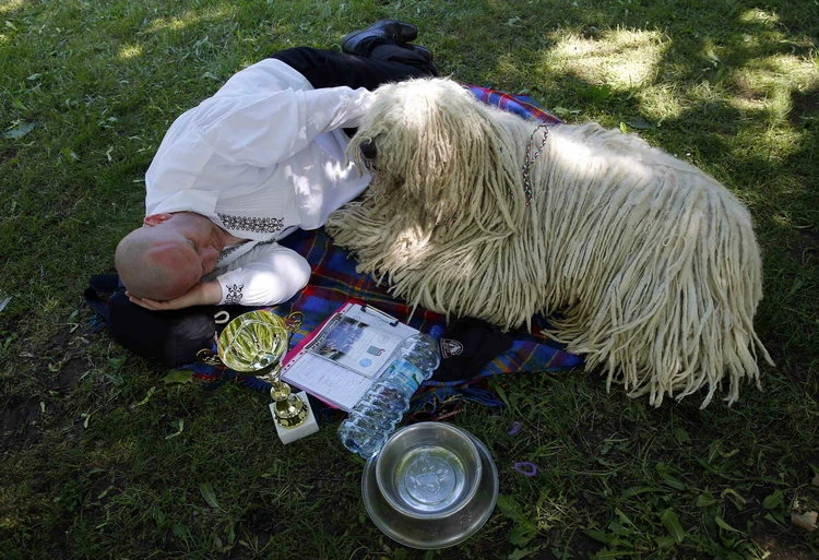21 el fabuloso perro komondor tachido.mx lawaloca