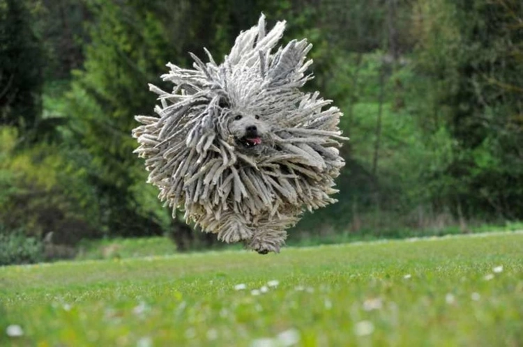 2 el fabuloso perro komondor tachido.mx lawaloca