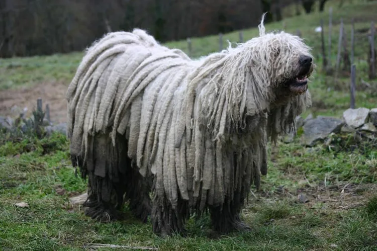5 el fabuloso perro komondor tachido.mx lawaloca