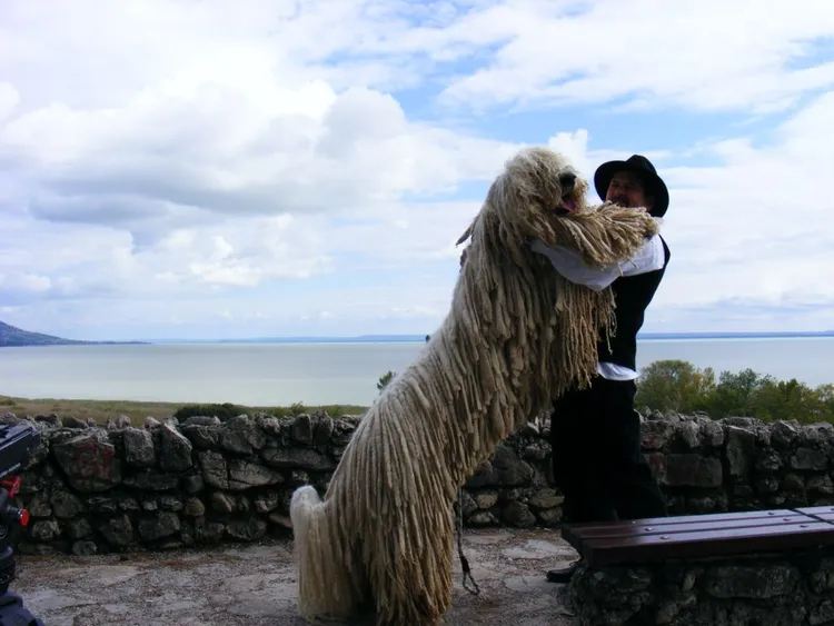 7 el fabuloso perro komondor tachido.mx lawaloca