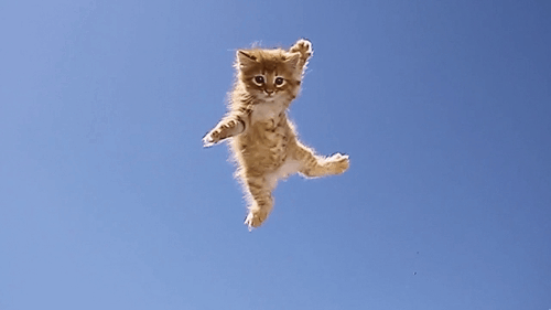 hermoso Gatito volando y cayendo en chica hermosa