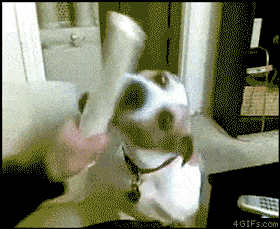 Unos gifs de animalitos 2