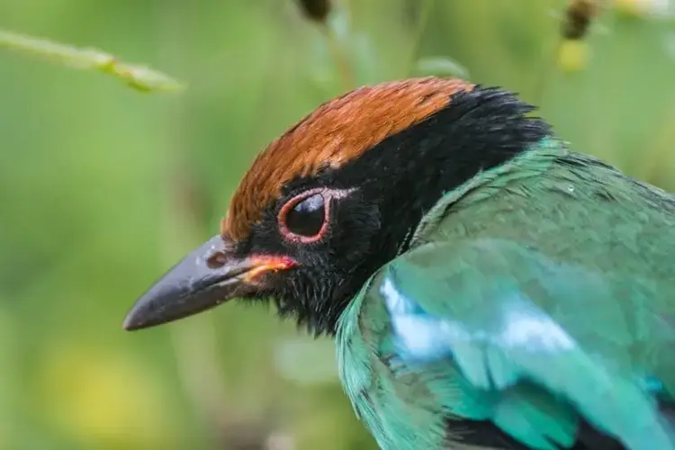 4 jatinga aves que se suicidan