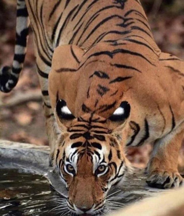 Tigre bebiendo agua, pareciera tener un tigre en su espalda