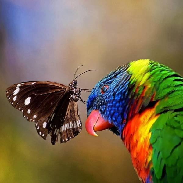 Mariposa posándose en la nariz de un cotorro colorido