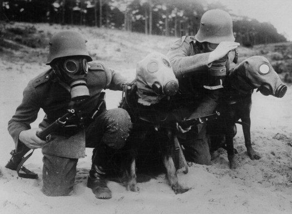 Perros valientes de la Primera Guerra Mundial...
