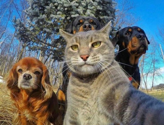 Imagen tierna de selfie tomado por un gato y dos perros de fondo