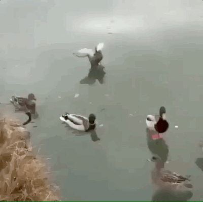 animalgifs (3)