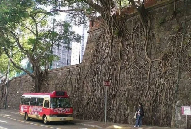 naturaleza (14)