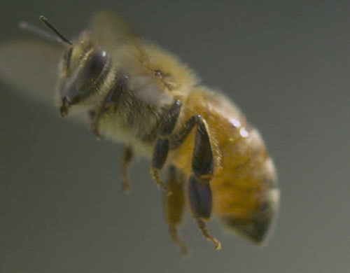 abejas (1)