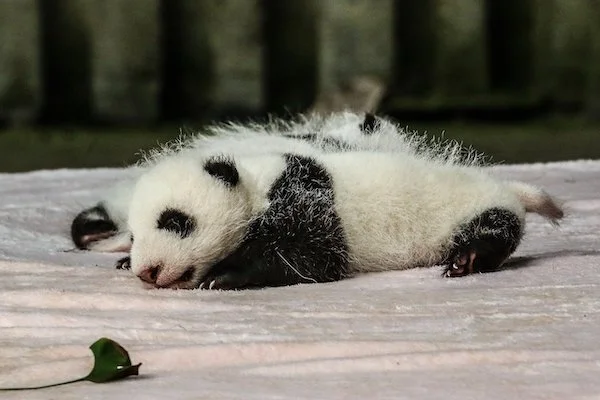 animales (2)
