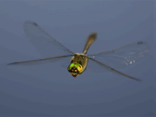 curioso (16)