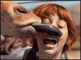 gifs (44)