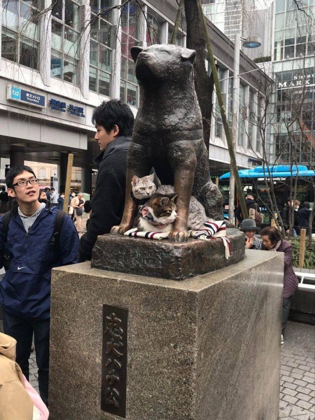 japan (10)